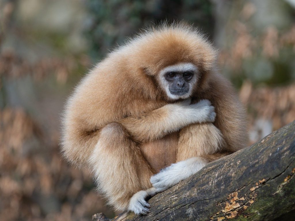 découvrez la beauté et la diversité de la faune dans notre section dédiée à la vie sauvage. plongez dans des articles fascinants, des images époustouflantes et des informations essentielles sur les habitats naturels, les espèces menacées et les efforts de conservation pour protéger notre planète.