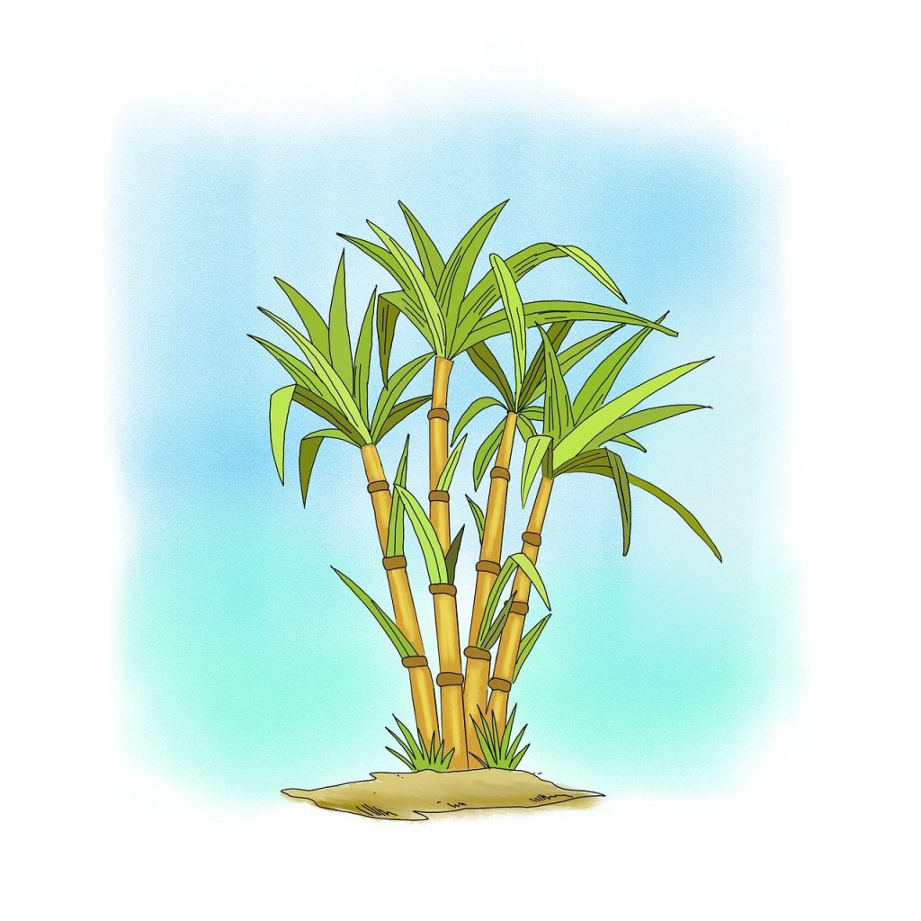 découvrez l'univers fascinant de la canne à sucre, une plante tropicale aux multiples usages, allant de la production de sucre à l'alimentation animale, en passant par la bioénergie. explorez ses bienfaits, ses méthodes de culture et son impact sur l'économie et l'environnement.