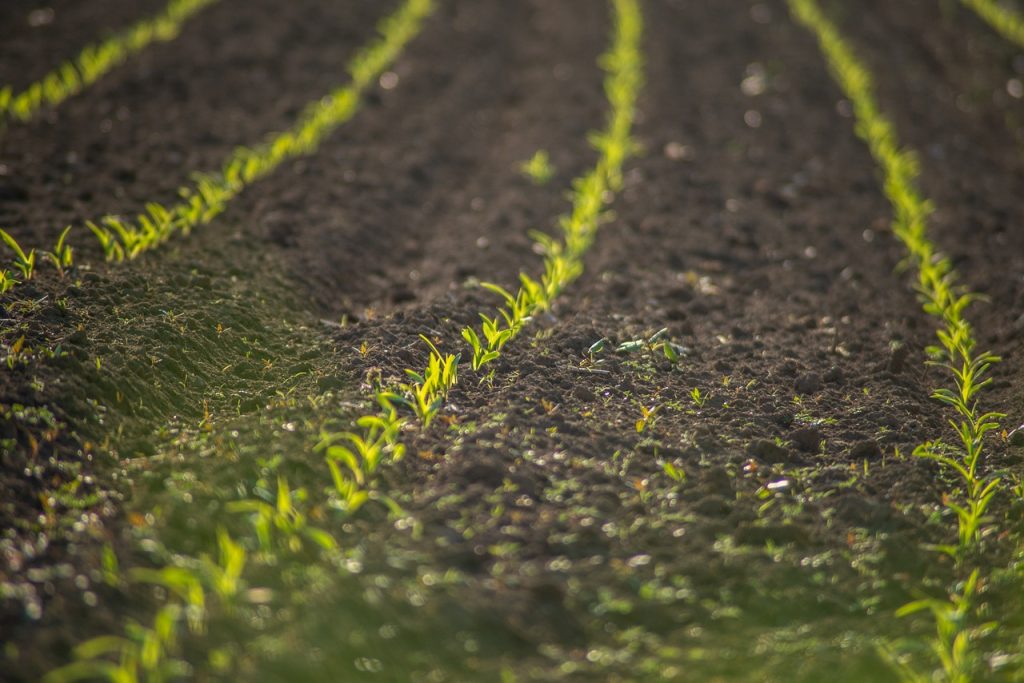 découvrez l'art des plantations : conseils, techniques et inspirations pour créer un jardin luxuriant. apprenez à choisir les meilleures plantes, à optimiser l'espace et à entretenir votre espace vert pour en faire un véritable havre de paix.