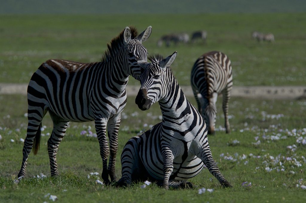 découvrez l'importance de la biodiversité pour notre planète. explorez les écosystèmes, les espèces menacées et les actions à entreprendre pour préserver la richesse naturelle qui soutient la vie sur terre.