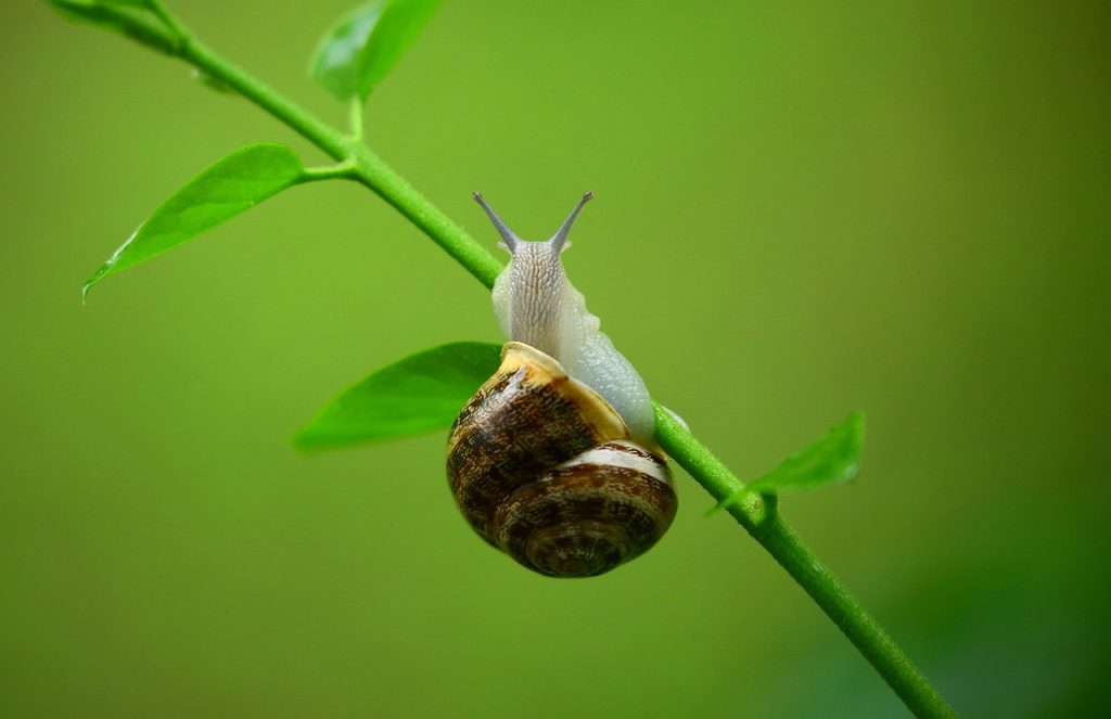 découvrez l'univers fascinant des mollusques, des créatures marines aux coquilles délicates et aux caractéristiques uniques. apprenez-en plus sur leur diversité, leur habitat et leur rôle dans l'écosystème, ainsi que sur les meilleures pratiques pour les observer et les préserver.
