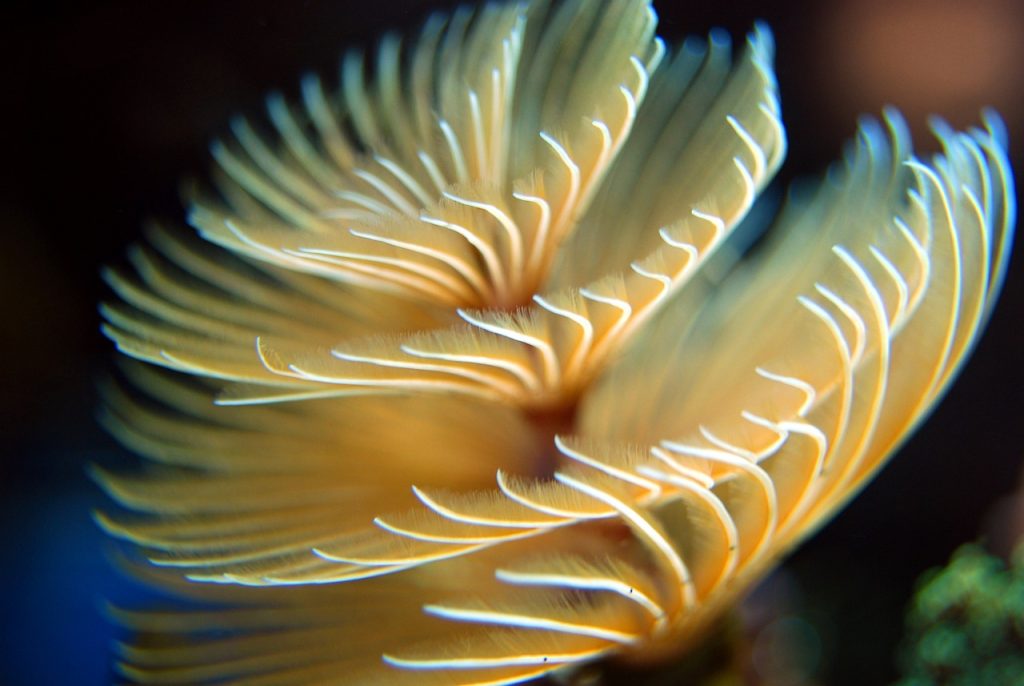 découvrez les écosystèmes marins, leur diversité extraordinaire et leur importance cruciale pour notre planète. plongez dans l'univers fascinant des océans, des récifs coralliens aux profondeurs abyssales, et apprenez comment préserver ces habitats vitaux.