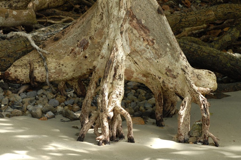 découvrez l'univers fascinant des mangroves, ces écosystèmes côtiers uniques où la terre et la mer se rencontrent. apprenez-en davantage sur leur biodiversité, leur importance écologique et les menaces qui pèsent sur ces habitats précieux.