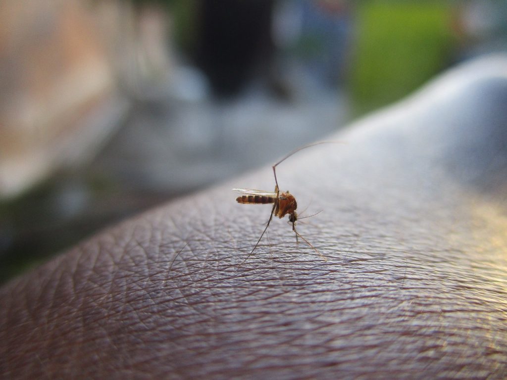découvrez tout ce qu'il faut savoir sur la dengue : symptômes, prévention, traitements et impacts sur la santé publique. informez-vous pour mieux protéger votre famille et votre communauté contre cette maladie transmise par les moustiques.