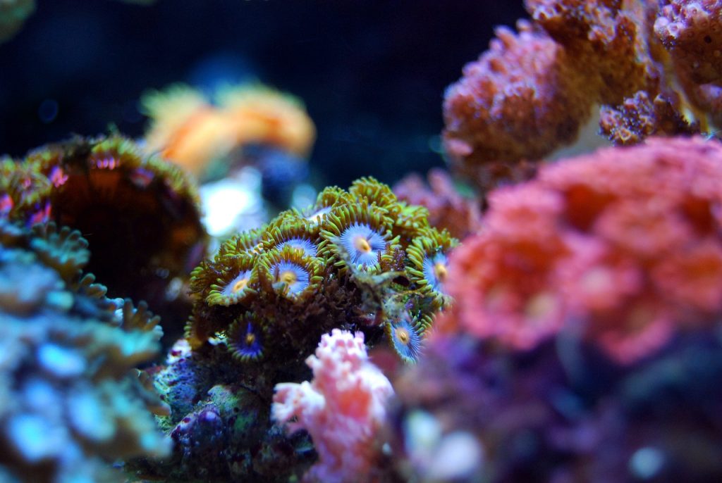 découvrez l'incroyable biodiversité des récifs coralliens, véritables trésors sous-marins. apprenez comment ces écosystèmes fragiles jouent un rôle crucial dans la santé des océans et l'importance de leur préservation face aux menaces environnementales.