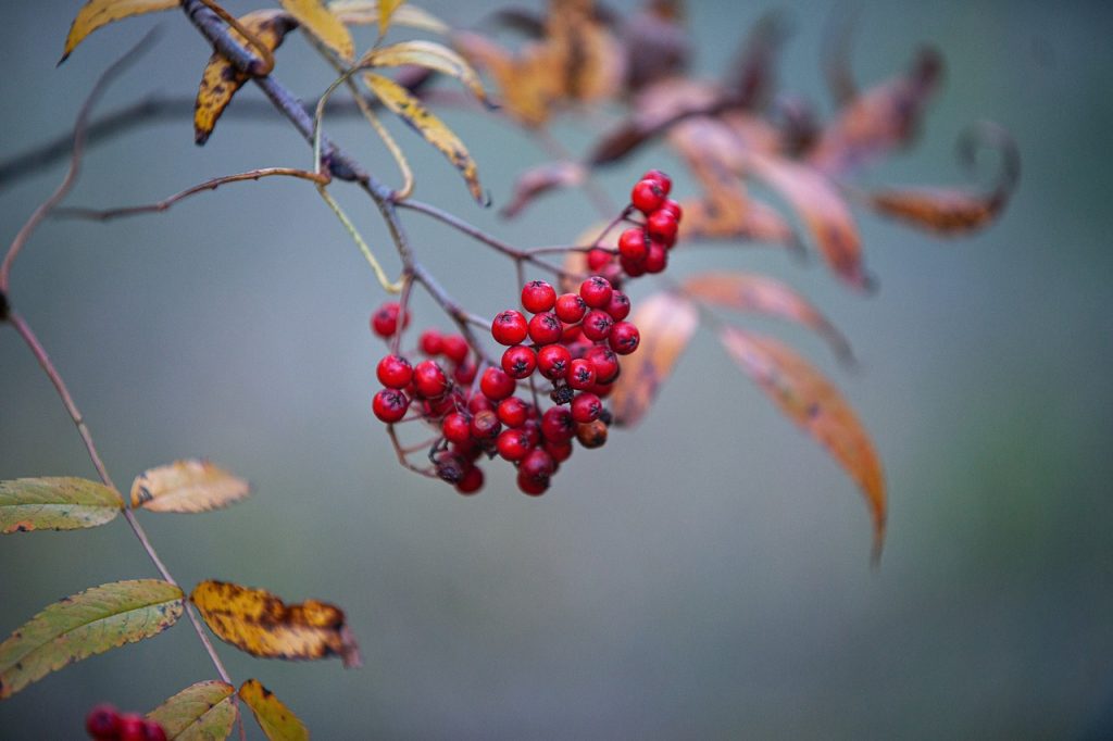 découvrez l'univers fascinant des plantes médicinales, leurs bienfaits, utilisations et méthodes de préparation pour renforcer votre santé naturellement. apprenez à intégrer ces trésors de la nature dans votre quotidien.