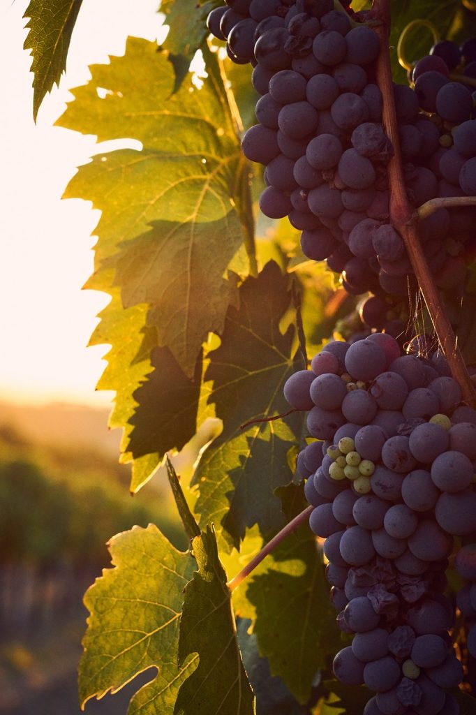 découvrez notre sélection de vins fruités, élaborés à partir des meilleures récoltes de fruits. laissez-vous séduire par des saveurs uniques et des arômes envoûtants, parfaits pour accompagner vos repas ou vos moments de détente.