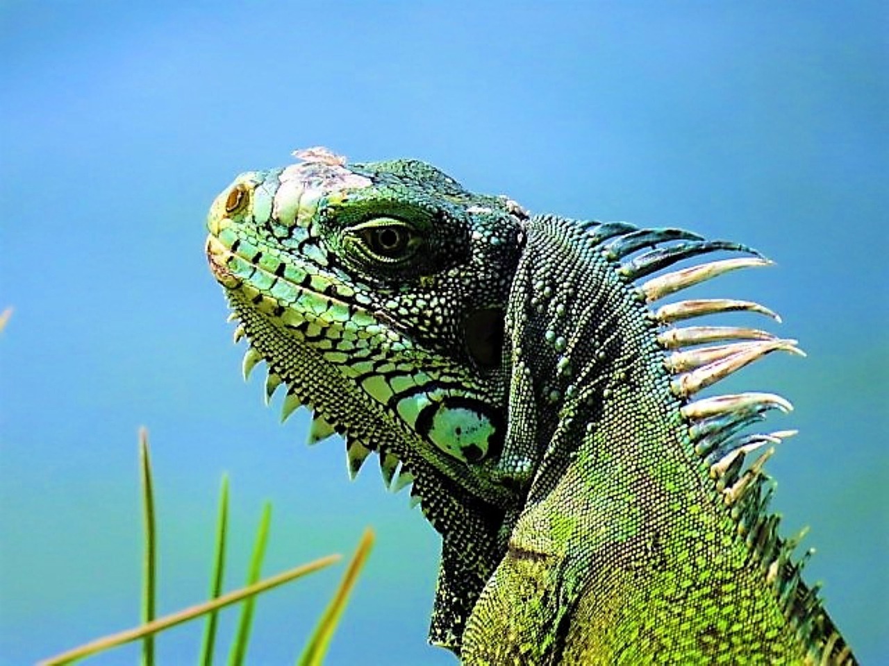 découvrez la magnifique guadeloupe, une destination tropicale idéale, offrant des plages paradisiaques, une biodiversité exceptionnelle et une culture vibrante. explorez ses paysages époustouflants, savourez une cuisine créole authentique et plongez dans l'hospitalité chaleureuse de ses habitants.