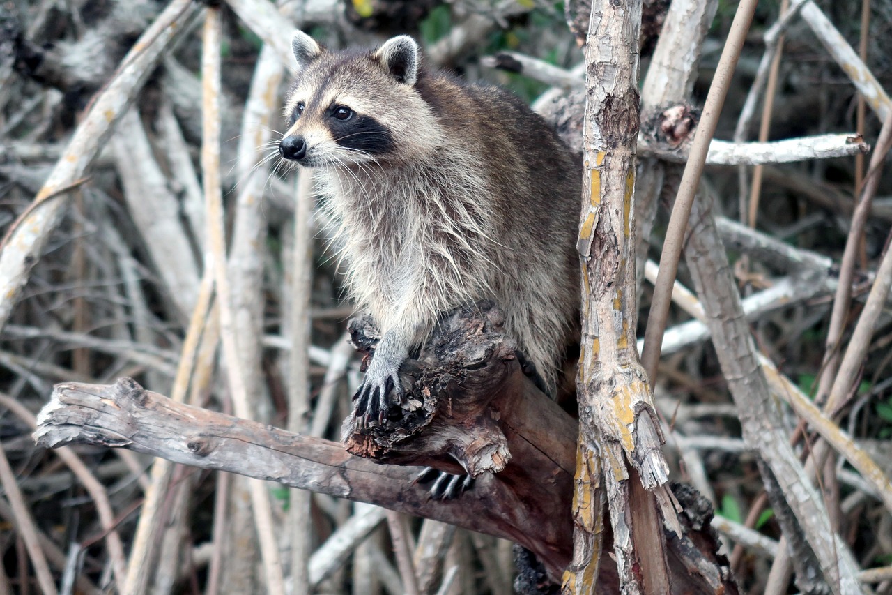 découvrez l'univers fascinant des mangroves, ces écosystèmes côtiers riches en biodiversité. explorez leur rôle essentiel dans la protection des côtes, la lutte contre le changement climatique et l'habitat des espèces marines. plongez dans l'importance des mangroves pour notre planète et les efforts de conservation nécessaires pour préserver ces trésors naturels.