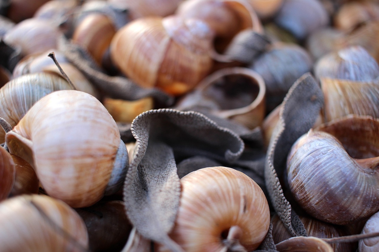 découvrez l'univers fascinant des mollusques, des créatures marines aux formes variées et aux comportements captivants. apprenez-en plus sur leur habitat, leur biologie et leur rôle dans l'écosystème aquatique.