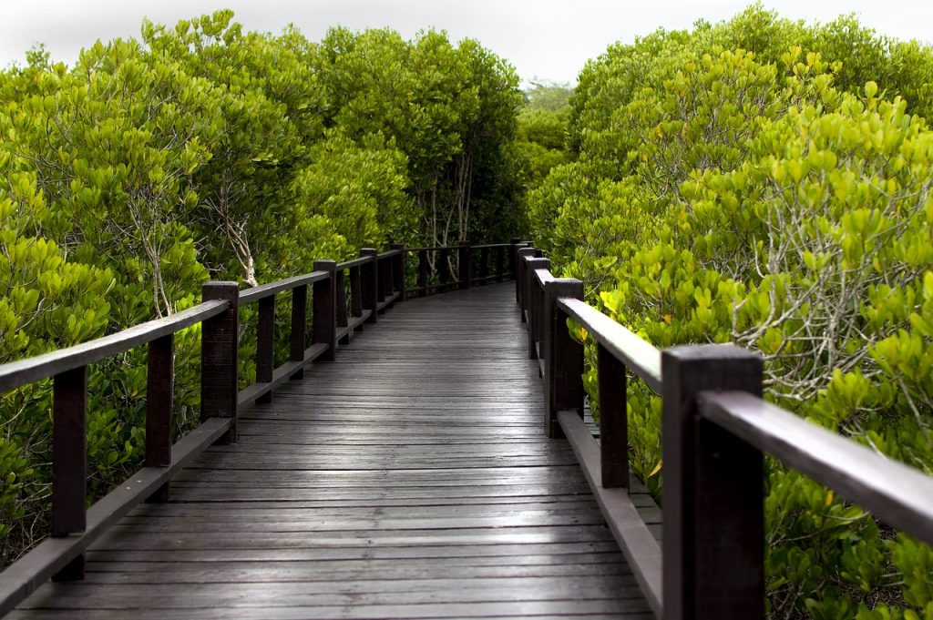 découvrez la richesse de la biodiversité des mangroves, un écosystème unique qui abrite une multitude d'espèces animales et végétales. explorez l'importance écologique de ces zones humides côtières et leur rôle crucial dans la protection de nos littoraux.
