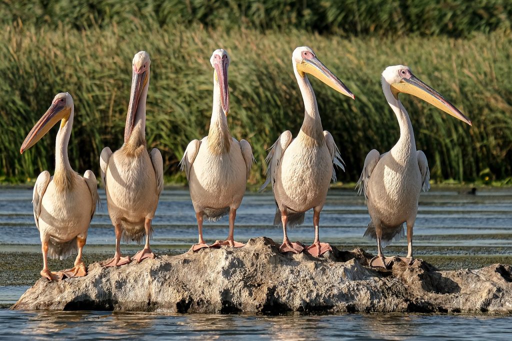 découvrez l'écotourisme, une alternative durable pour explorer la nature tout en respectant l'environnement. profitez d'aventures authentiques et responsables, de la randonnée aux séjours en pleine nature, tout en préservant la biodiversité et en soutenant les communautés locales.