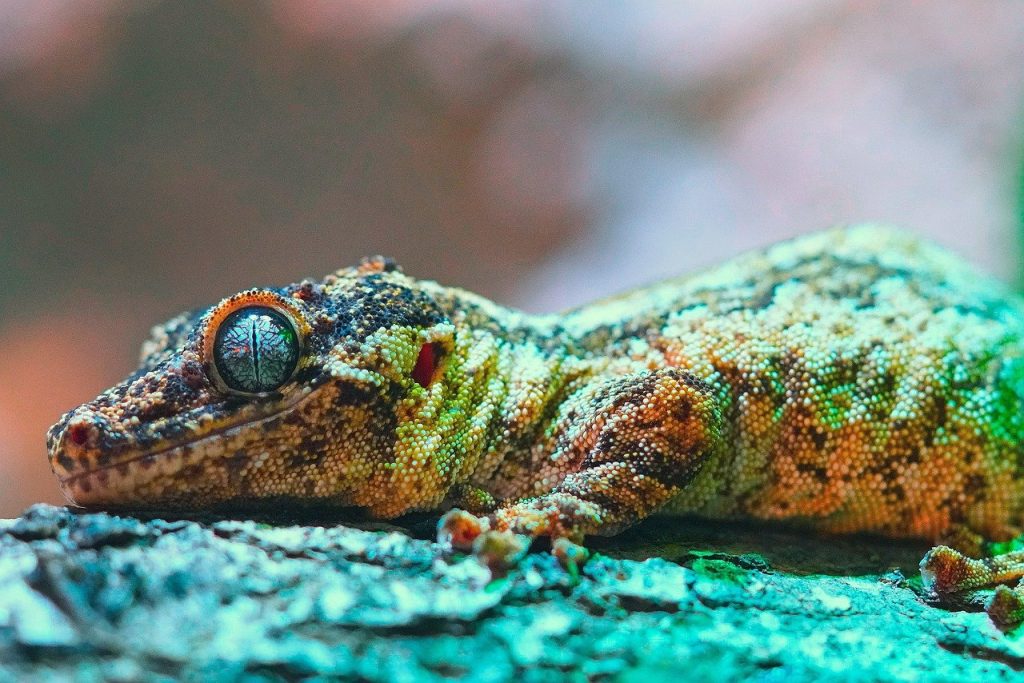 découvrez l'importance de la biodiversité, ses enjeux et ses défis. explorez comment la diversité des espèces contribue à l'équilibre des écosystèmes et à la préservation de notre planète.