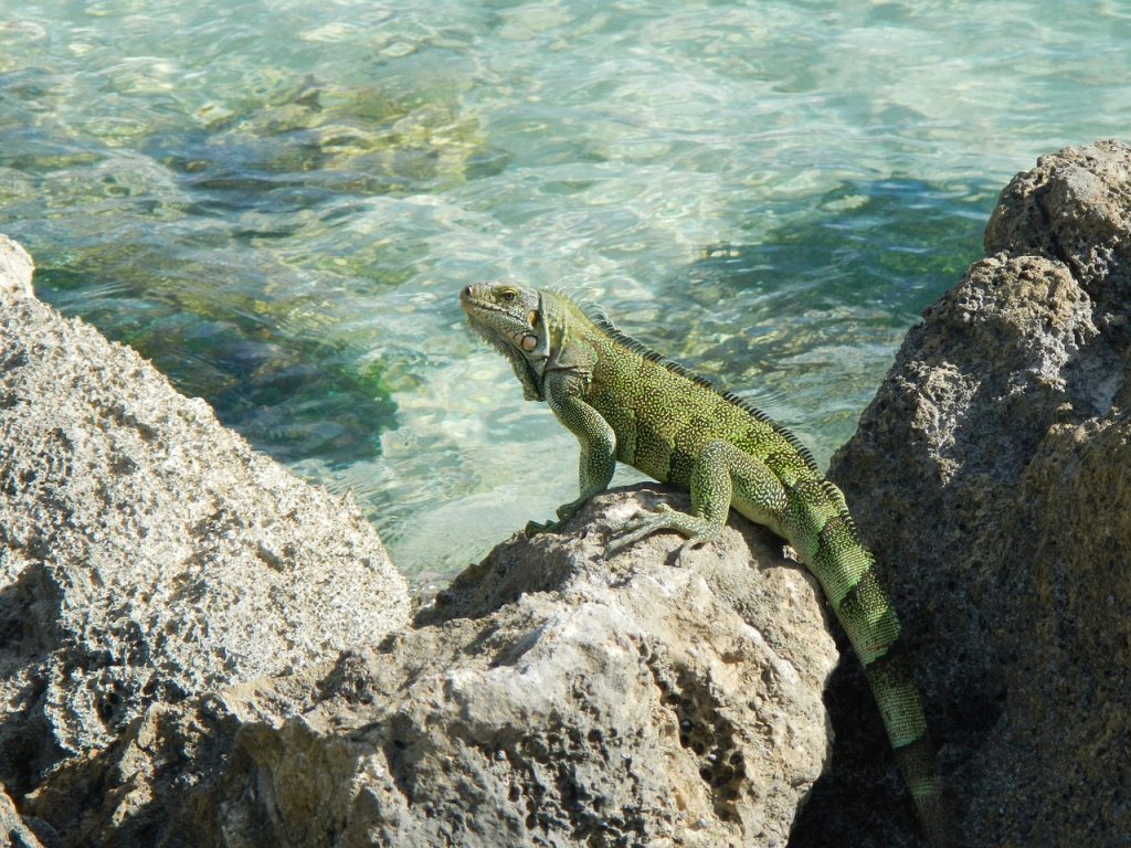 découvrez la beauté de la guadeloupe, un véritable paradis tropical aux plages de sable fin, eaux turquoise et paysages enchanteurs. explorez sa culture riche, sa gastronomie savoureuse et ses activités captivantes, pour des vacances inoubliables dans les caraïbes.