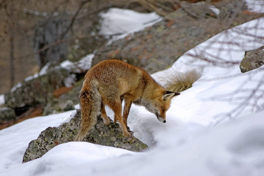 découvrez notre association de chasse dédiée à la préservation de la faune et à la pratique responsable de la chasse. rejoignez-nous pour partager votre passion, participer à des actions de conservation et rencontrer d'autres passionnés.