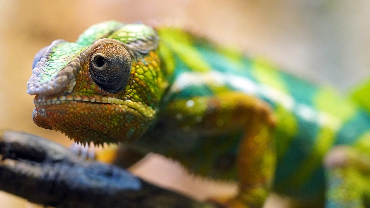 découvrez l'importance de la biodiversité, son impact sur notre planète et les actions à entreprendre pour la préserver. explorez les richesses des écosystèmes et comment chacun peut contribuer à la protection de la nature.