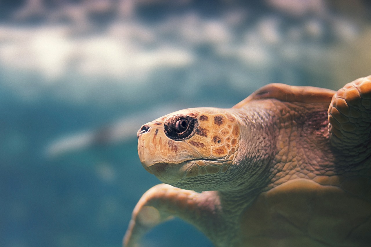 découvrez la beauté envoûtante de la guadeloupe, une destination paradisiaque aux plages de sable blanc, aux paysages luxuriants et à la culture créole vibrante. aventurez-vous dans ses parcs naturels, savourez sa gastronomie exotique et profitez d'une ambiance caribéenne chaleureuse.