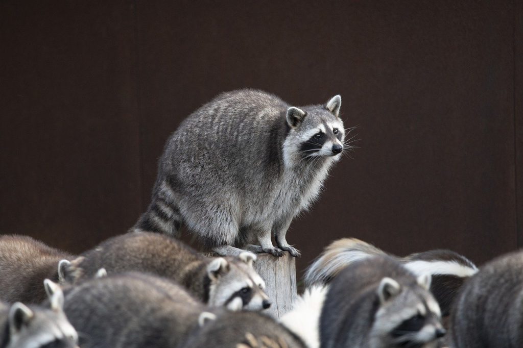 découvrez la beauté fascinante de la faune sauvage à travers nos articles et photographies. explorez les comportements, les habitats et les efforts de conservation qui protègent ces espèces uniques.