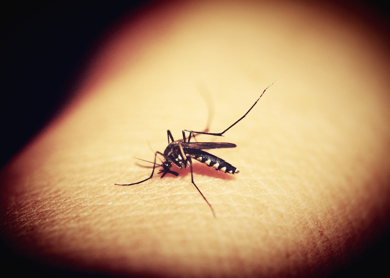 Descubre todo lo que necesitas saber sobre el dengue: síntomas, prevención y tratamiento de esta enfermedad viral transmitida por mosquitos. Infórmate para proteger tu salud y la de tus seres queridos.